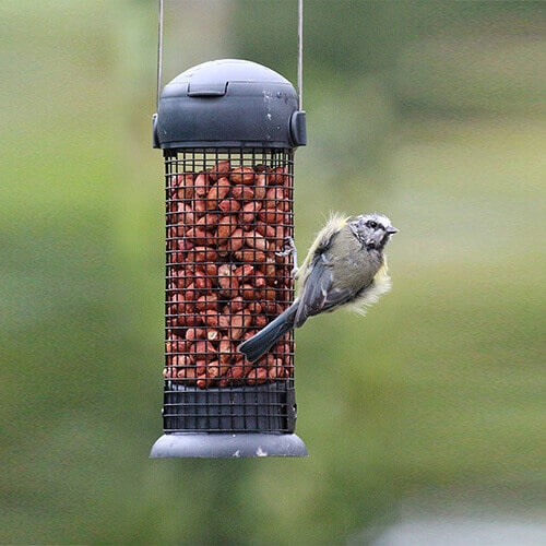 Essentials Wild Bird Peanut Feeder