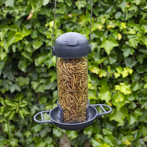 Pre filled Mealworm Feeder